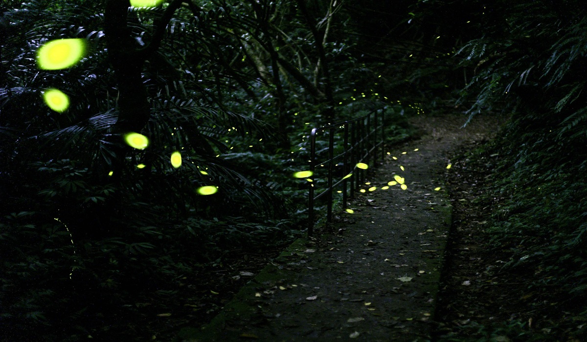 Why Are Fireflies Disappearing? The Scientific Explanation and Extinction Threat