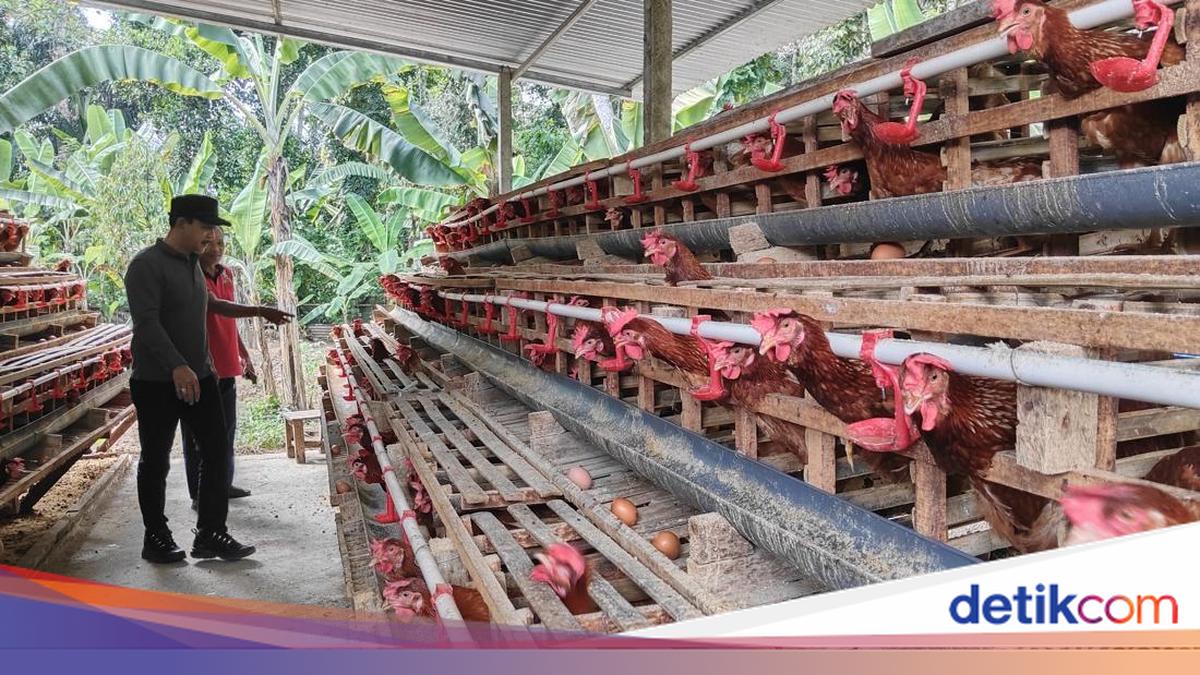 Healthy Lifestyle Trend in Bali Triggers Surge in Omega Egg Orders for Local Farmers