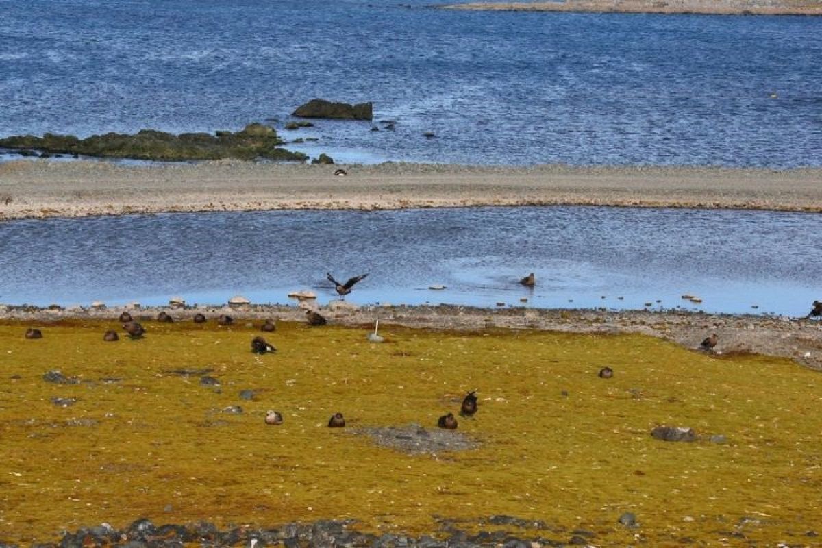Australia Reports First Fatal H5 Bird Flu Case