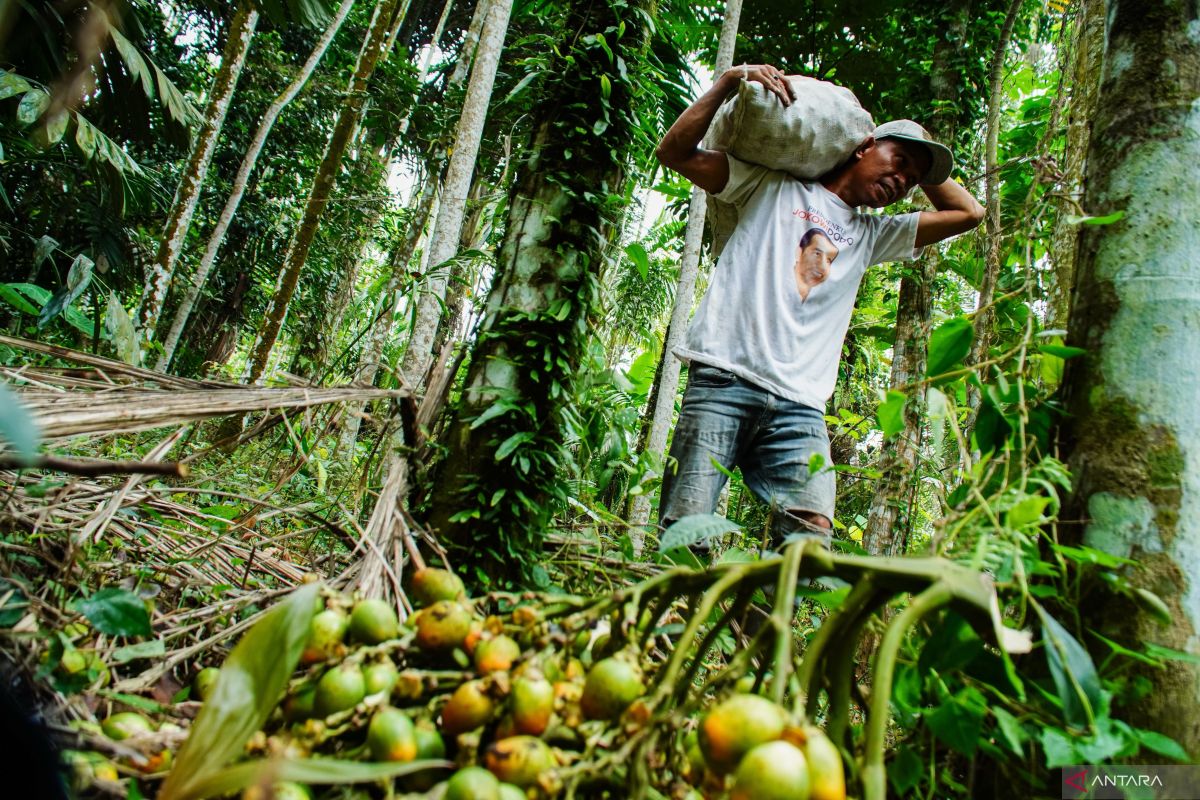 IPB Expert: Low Real Economic Value of Forests is Main Challenge for Utilisation