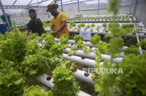 Beyond Murabaha: When Islamic Finance Meets the Agricultural Value Chain