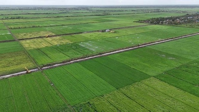Merauke Farmers Say Rice Prices Now Stable and on Par with Java