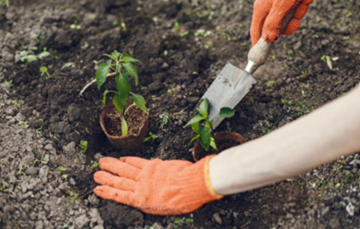 Caution: Tree Planting in a Warming World May Have a Hidden 'Water Cost'