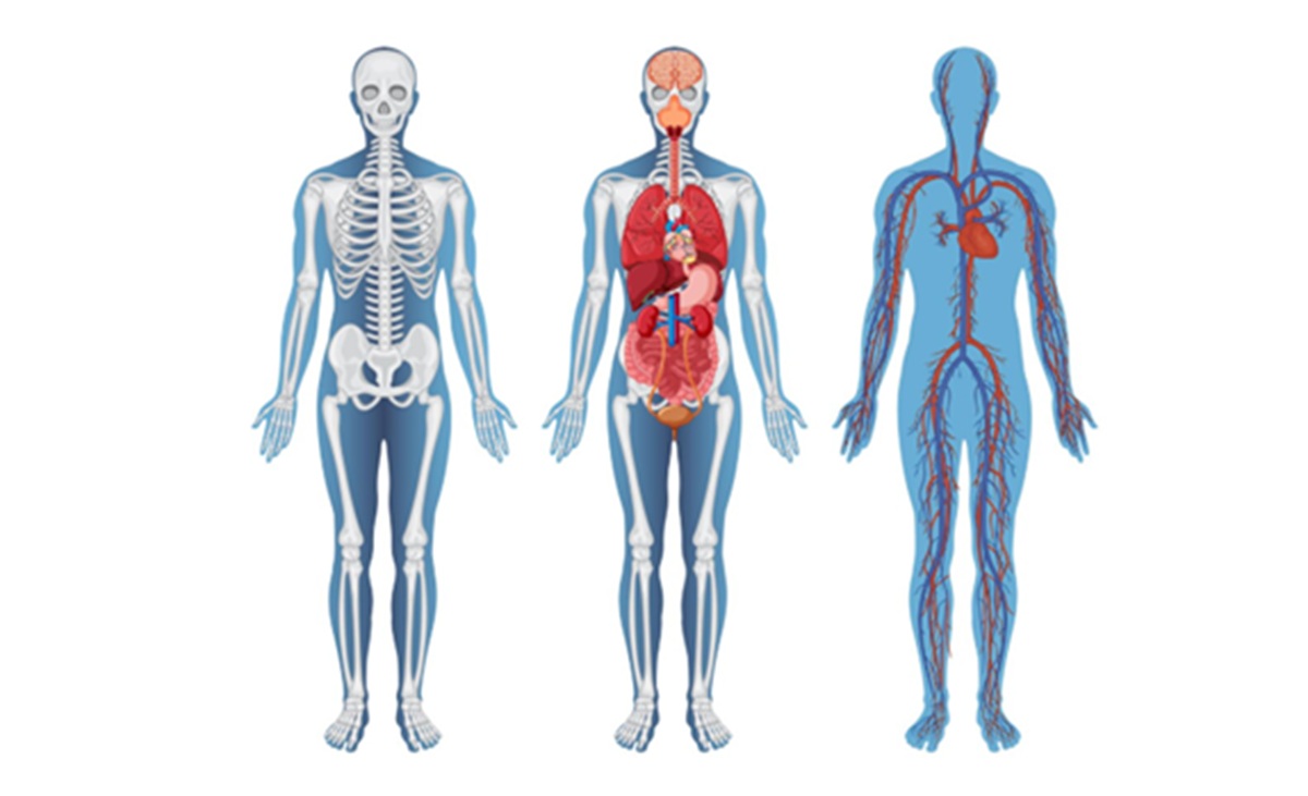 Why the Map of Human Anatomy Remains Incomplete