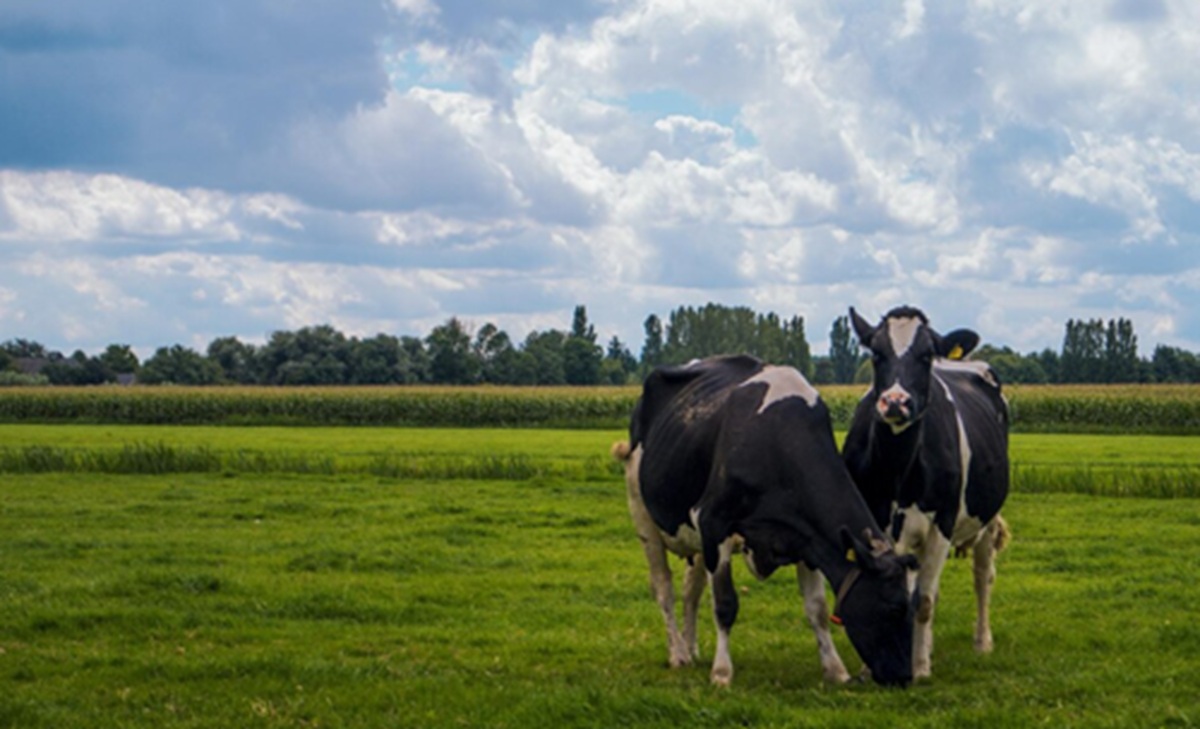 Heat Stress Reduces Dairy Cow Milk Quantity and Quality