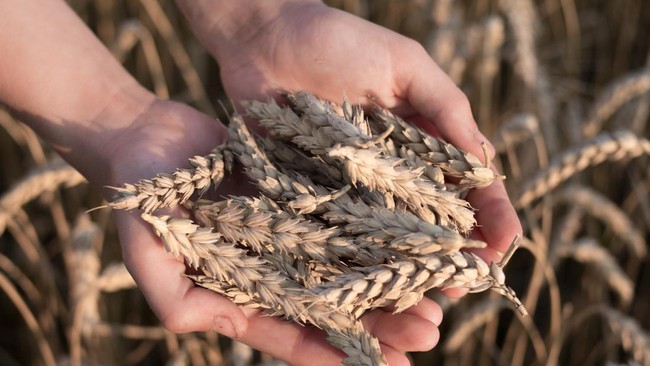Global Food Crisis and Islamic Economic Solutions