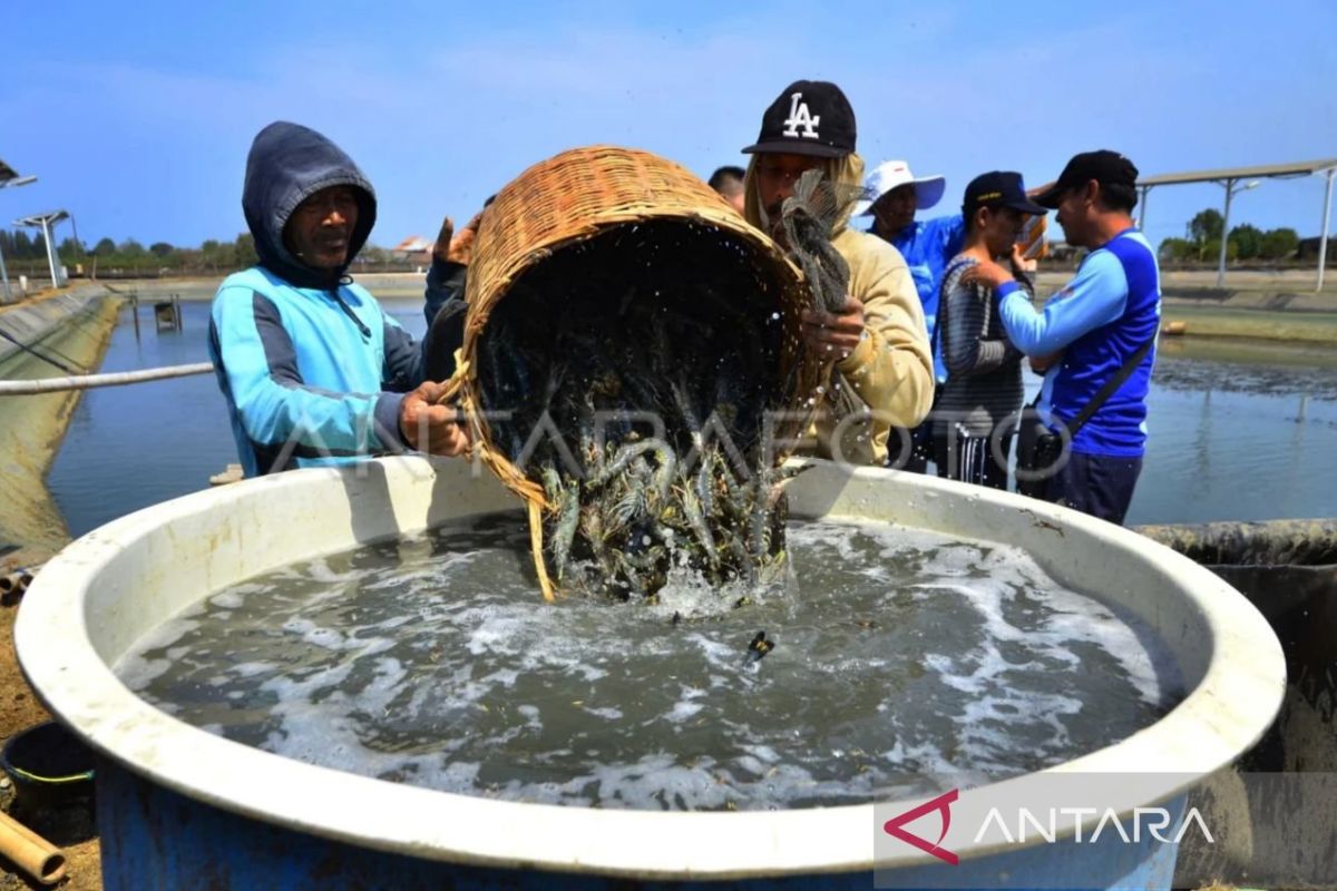 Tiger prawn exports from East Kalimantan reach Rp173.3 billion, boosting coastal economies