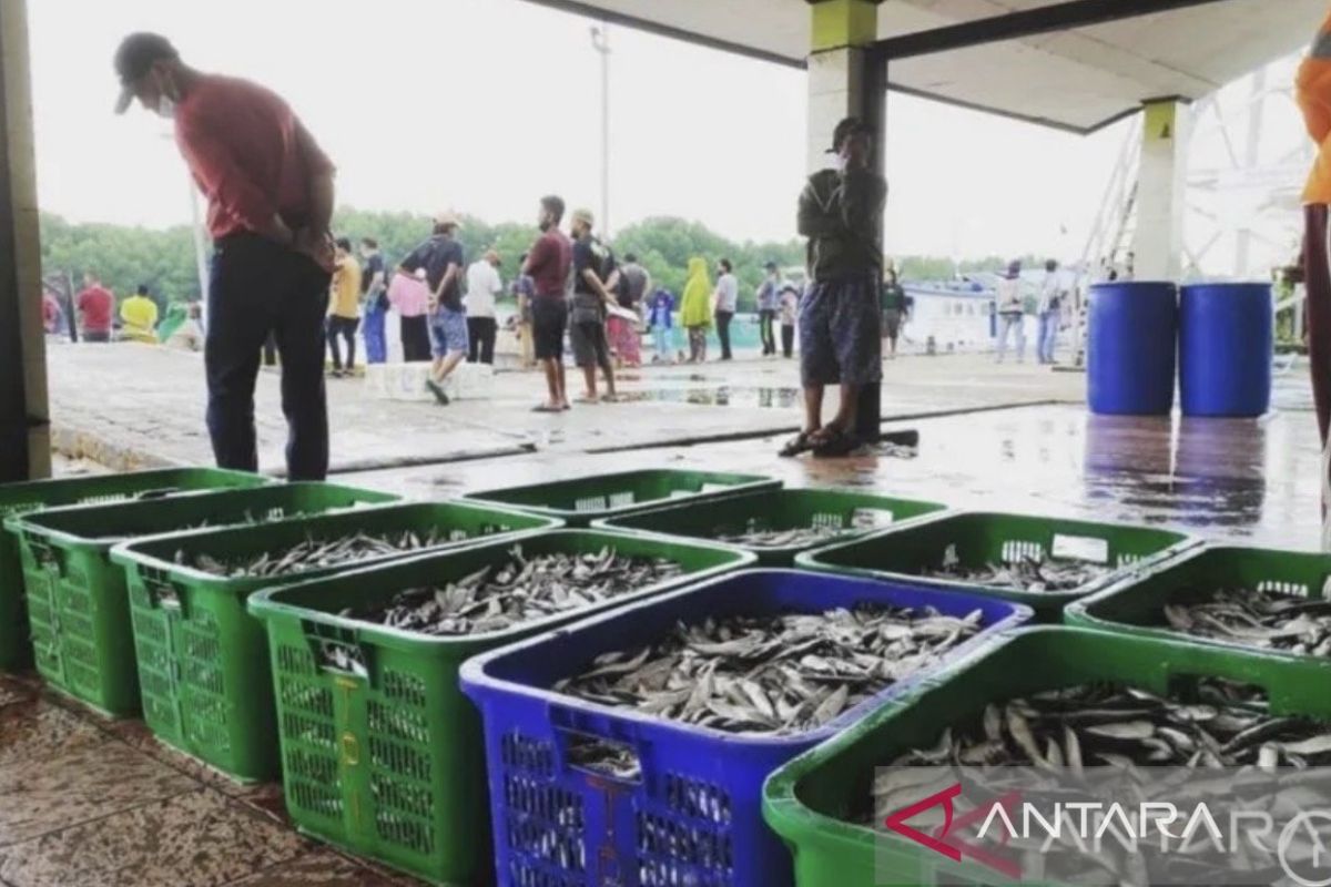 East Kalimantan Fresh Fish Exports to China Reach 56 Tonnes per Month
