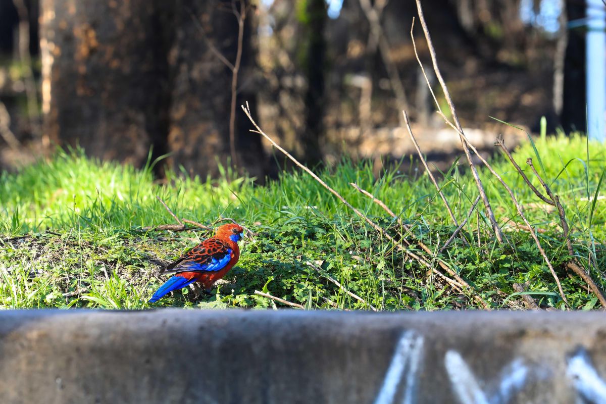 Australia on high alert for H5N1 bird flu outbreak