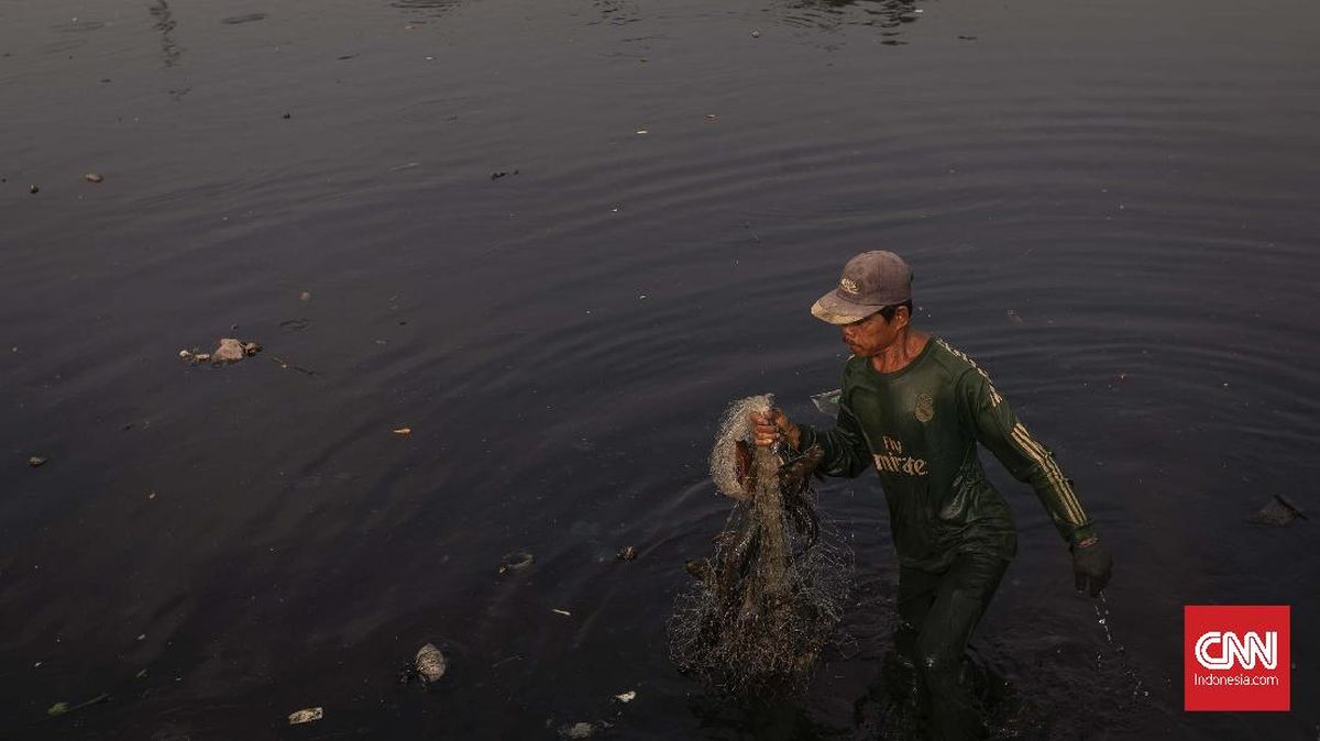 Ciujung River in Serang Suspected of Pollution: Black in Colour, Pungent Odour