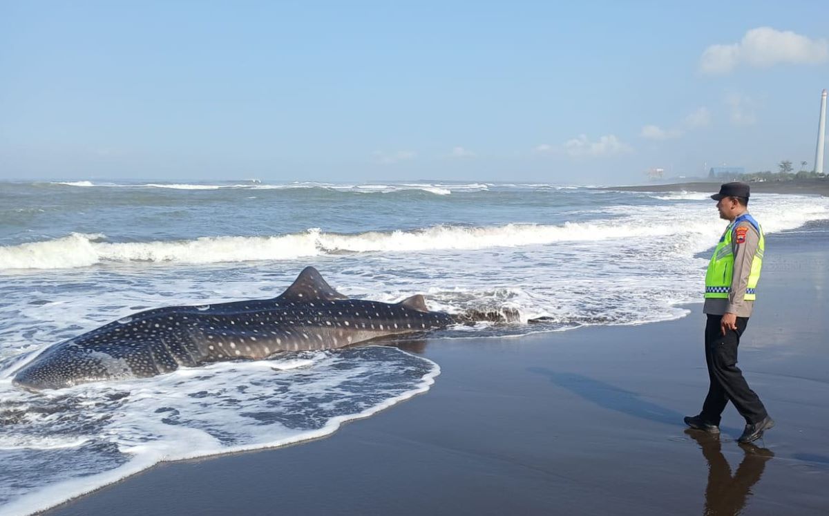 Another 6-Metre Whale Shark Found Stranded and Dead on Cilacap Beach