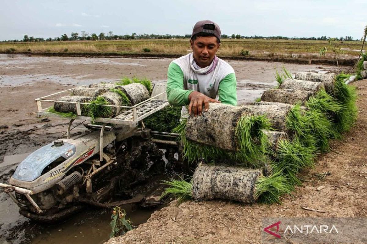 Observer: National Strategic Food Estate Project Must Involve More Local Residents