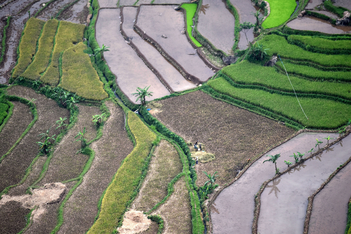 As Millennial Farmers Decline, Semarang Regency Introduces Agricultural Education in Schools