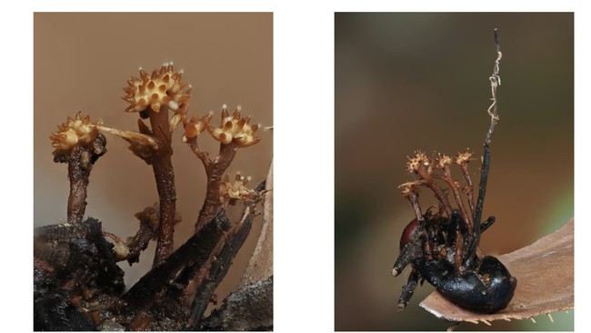 Zombi-Killer Fungus Parasite Spreads in Kalimantan