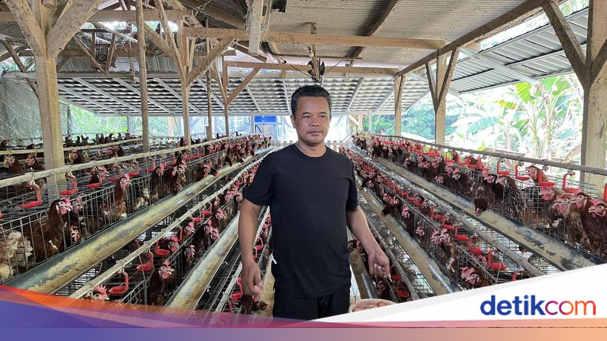 From Zero Capital, Nirin Builds a Layer Chicken Business with BRI's Help