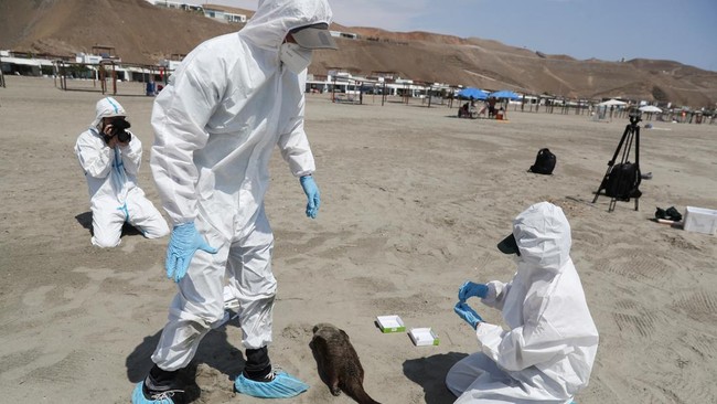 Australia on Alert as Deadly Bird Flu Cases Detected