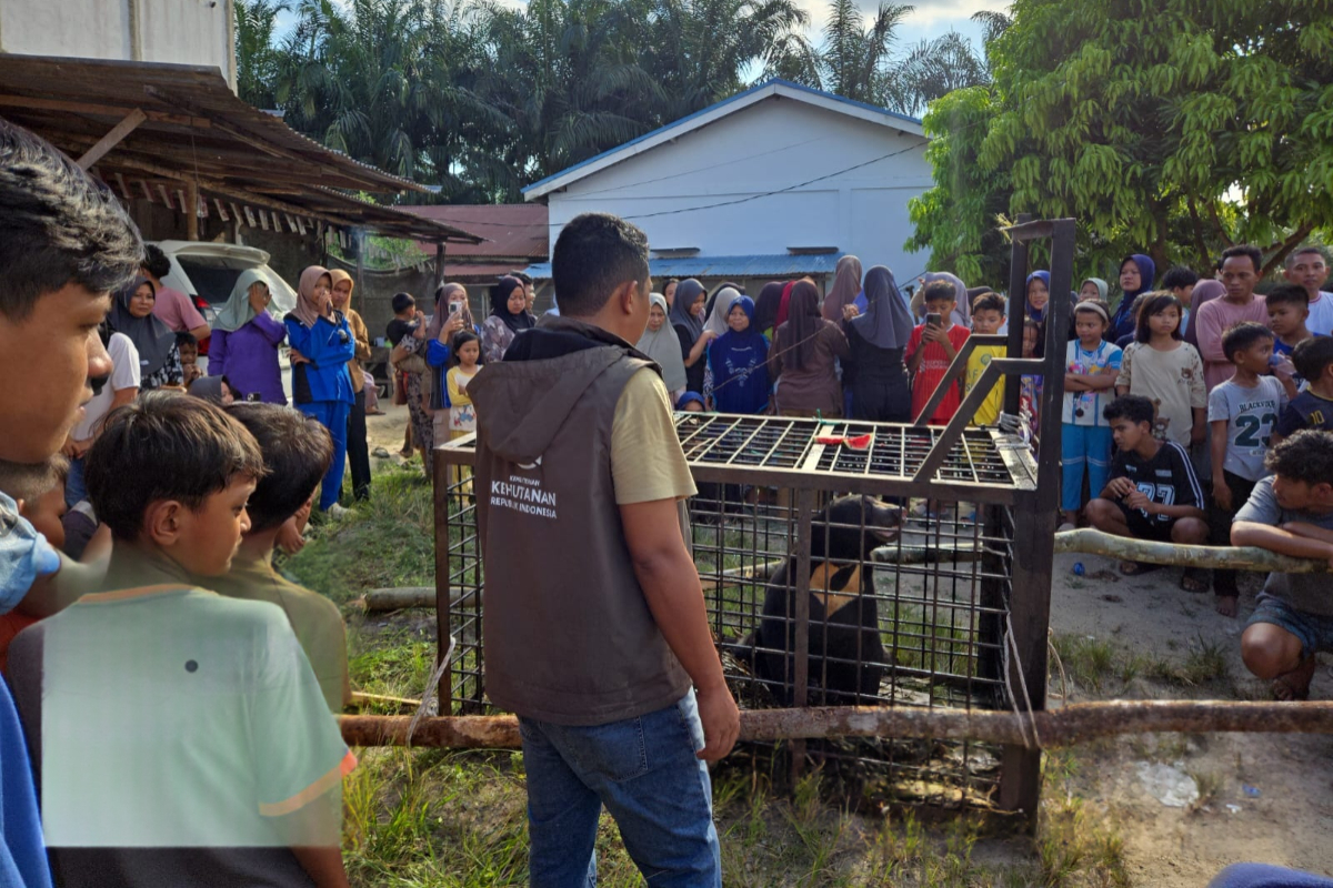 Sun Bear Enters Settlement in Pelalawan, Riau BBKSDA Responds