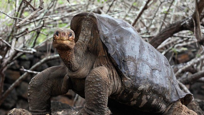 China's Minister Paranoia Over Foreign Agents, Accuses Turtles and Fish of Espionage