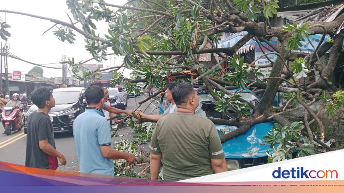 Fallen Tree Crushes Stall and Angkot in Bogor's Simpang Talang, Traffic Disrupted