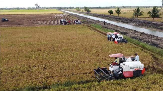 Rice Production in Merauke Soars, Prices Drop to Rp15,500 per Kg