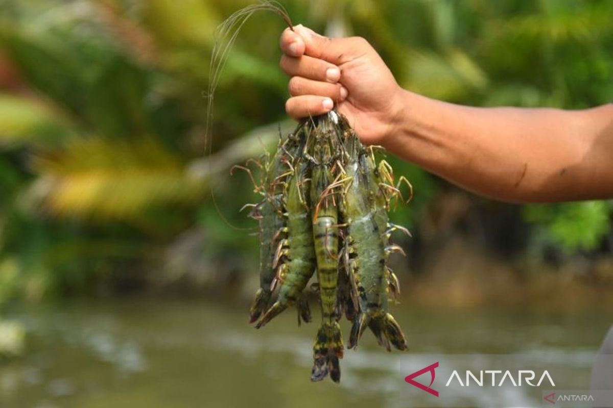 Fresh Fish from Kalimantan's Coast Penetrates Global Markets