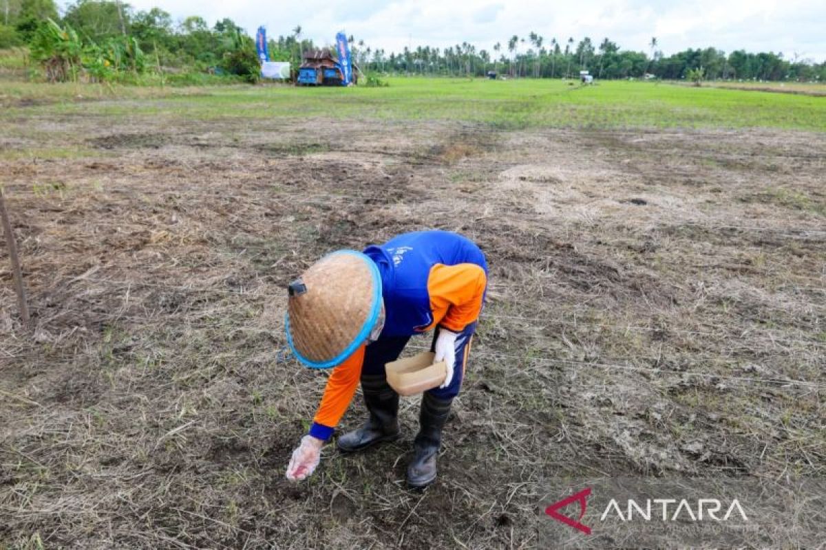 Central Bangka to Develop Upland Rice in Every Subdistrict
