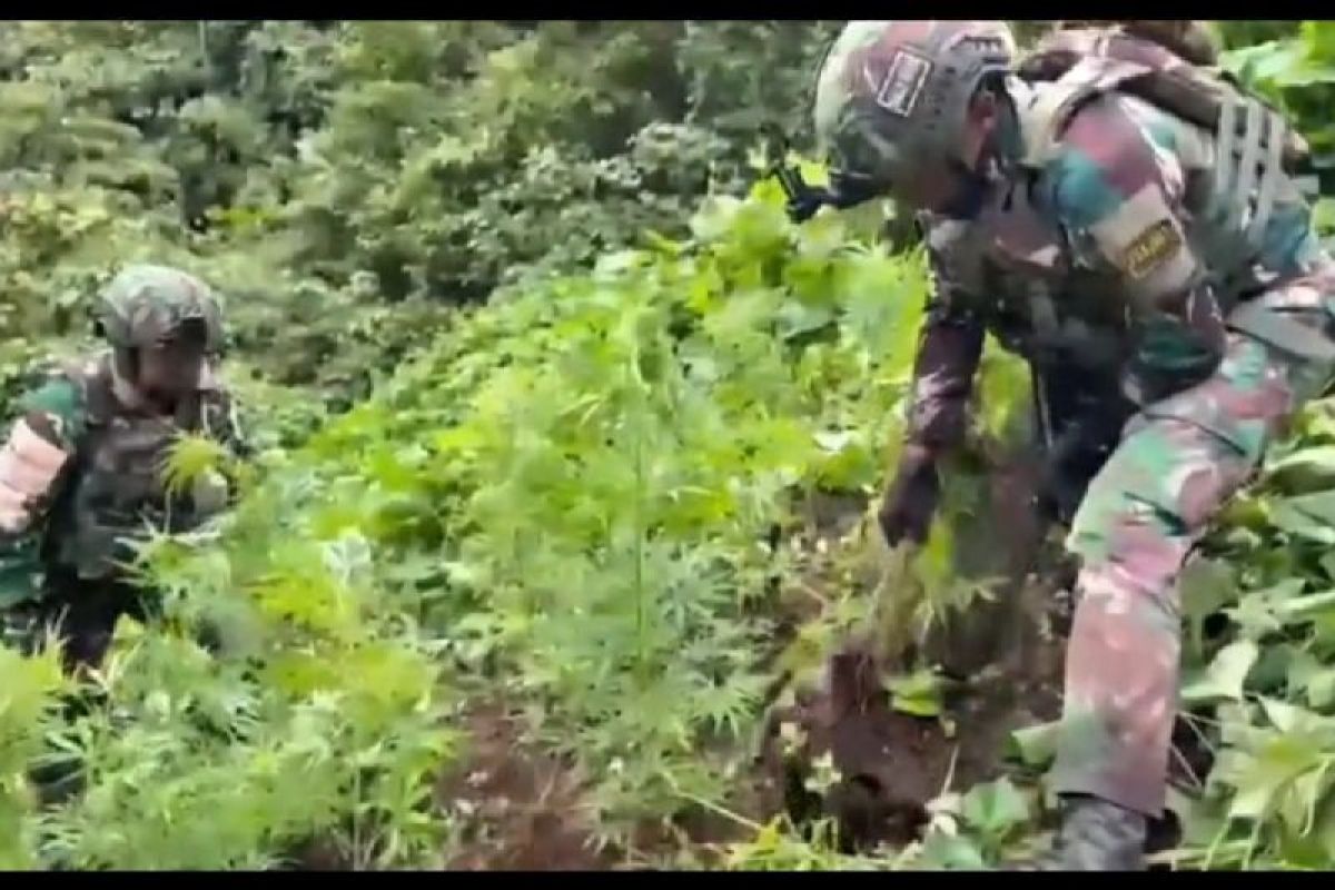 Task Force Yonif 753/ATV Secures Cannabis Field in Oksamol, Pegubin