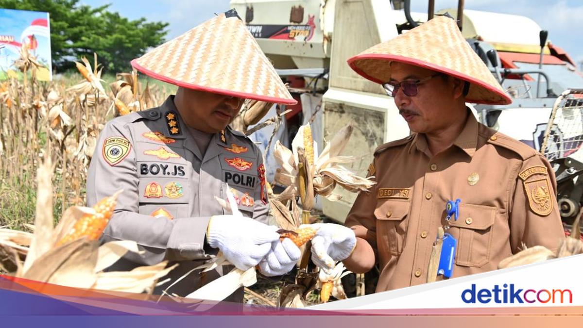 Riau Police Harvest 4 Hectares of Maize in Pekanbaru to Support Food Self-Sufficiency