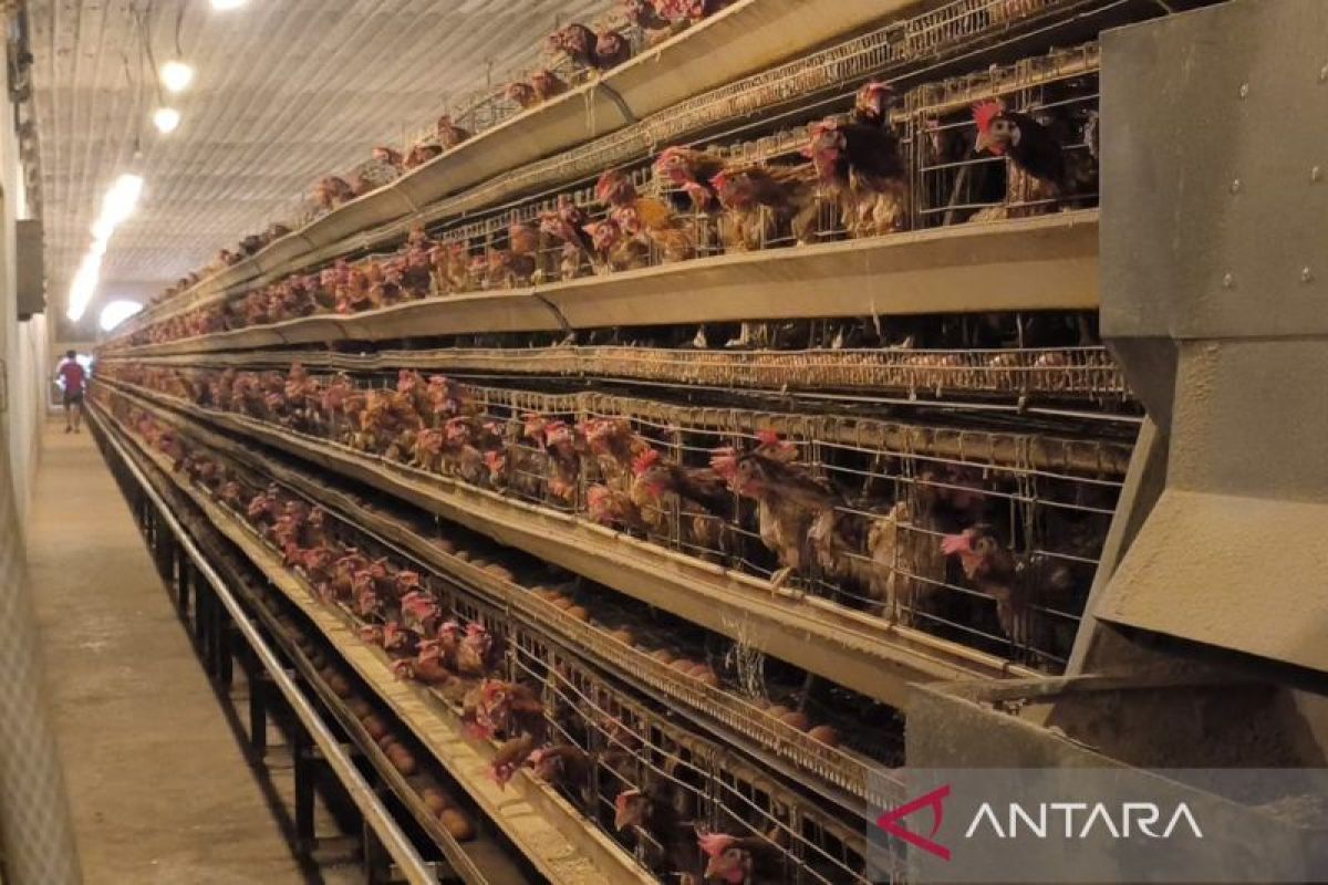 Central Papua to Protect Local Egg Farmers by Limiting External Supply
