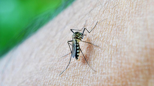 Do Mosquitoes Prefer Type O Blood? IPB Expert Reveals the Facts