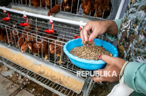 Chicken Price Crash: Farmers' Association Reveals Structural Roots Beyond Oversupply
