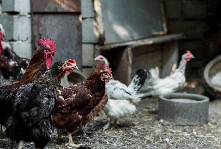 Probolinggo Agriculture Agency Strengthens Early Detection of Avian Influenza in Poultry