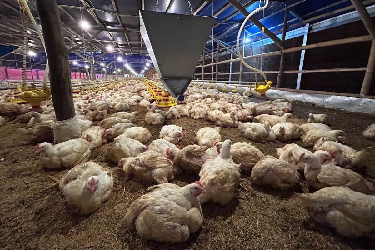 Farmers' Group Urges Governance Reform to Stabilise Chicken Prices
