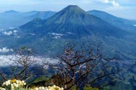 Perhutani KPH Kedu Utara Strengthens Coordination with Sindoro Via Sigedang Basecamp Management