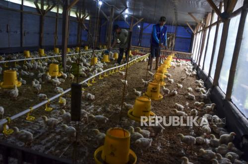 Chicken Prices Below Production Cost: Permindo Calls for Import Feed Governance Review