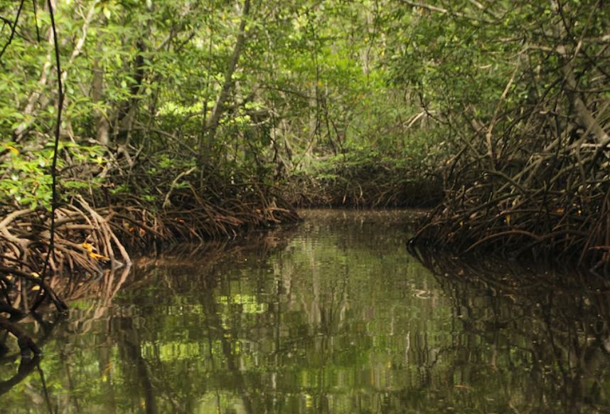 Indonesia Promotes High-Integrity Carbon Market and Strengthens Global Peatland, Mangrove Centres