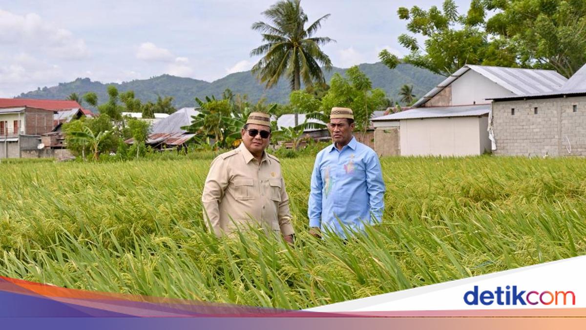 Prabowo: We Will Soon Become the World's Rice Barn