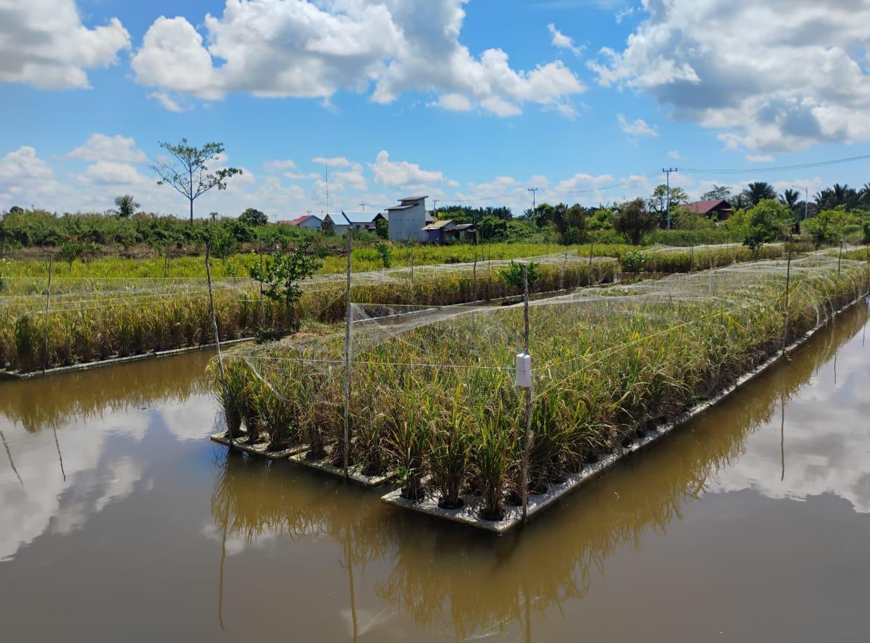 South Kalimantan Develops Floating Rice Cultivation in Swamplands
