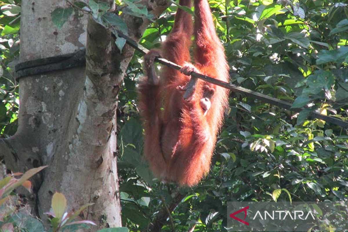 Aceh BKSDA rescues orangutan from plantation area