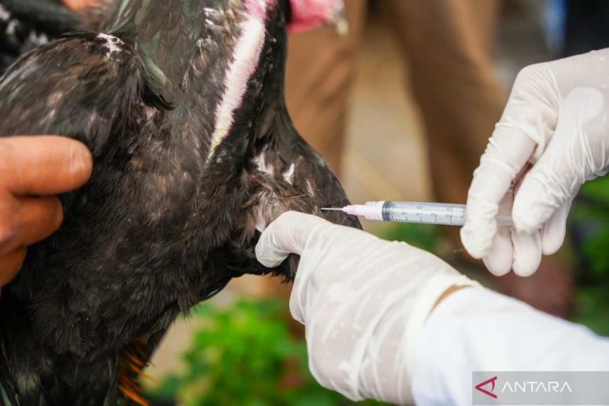 New bird flu case detected, Australia on high alert