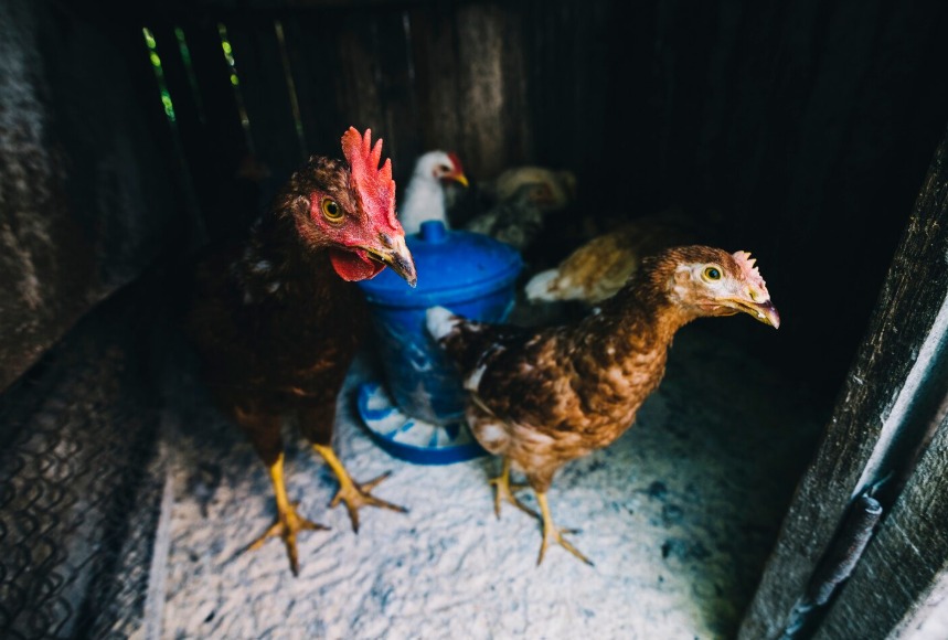 H5 Bird Flu Emerges in Australia, Expert Warns Indonesia to Strengthen Biosecurity