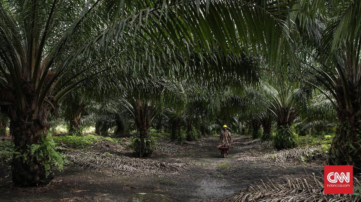 Clash at OKI Palm Oil Plantation Leaves One Dead, Two Injured