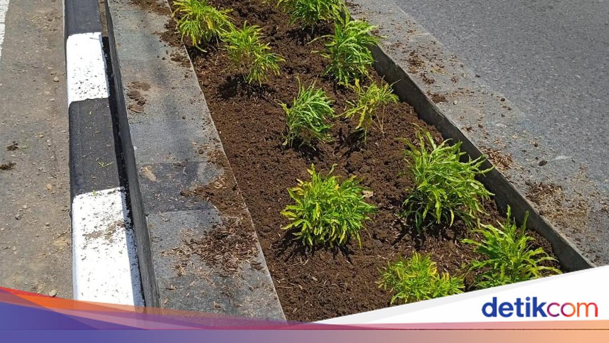 Ornamental Plants in Maguwoharjo's New Park Become Regular Target for Thieves