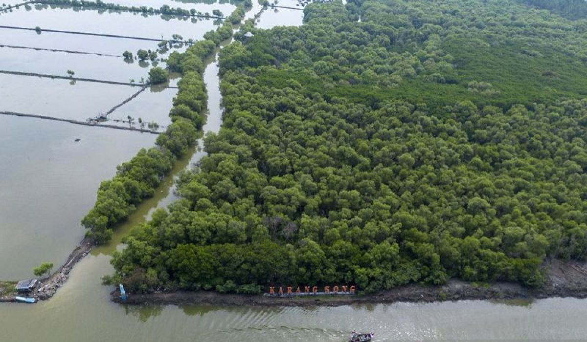 Mangroves and Blue Carbon: A Natural Solution to Climate Change