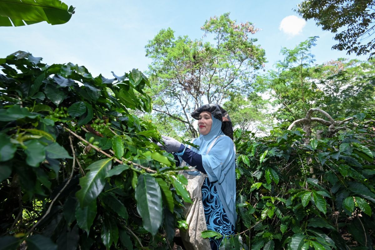 Rainforest Alliance promotes transition to regenerative agriculture