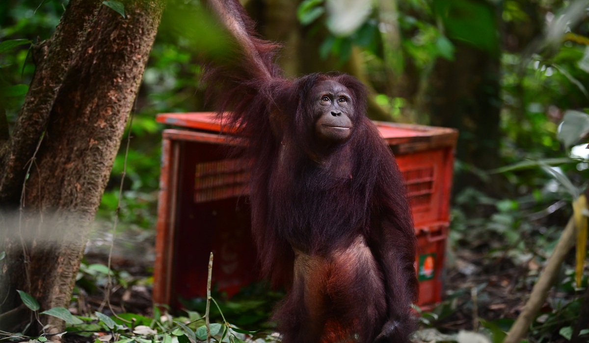 East Kalimantan BKSDA Releases Three Orangutans into Gunung Batu Mesangat Forest