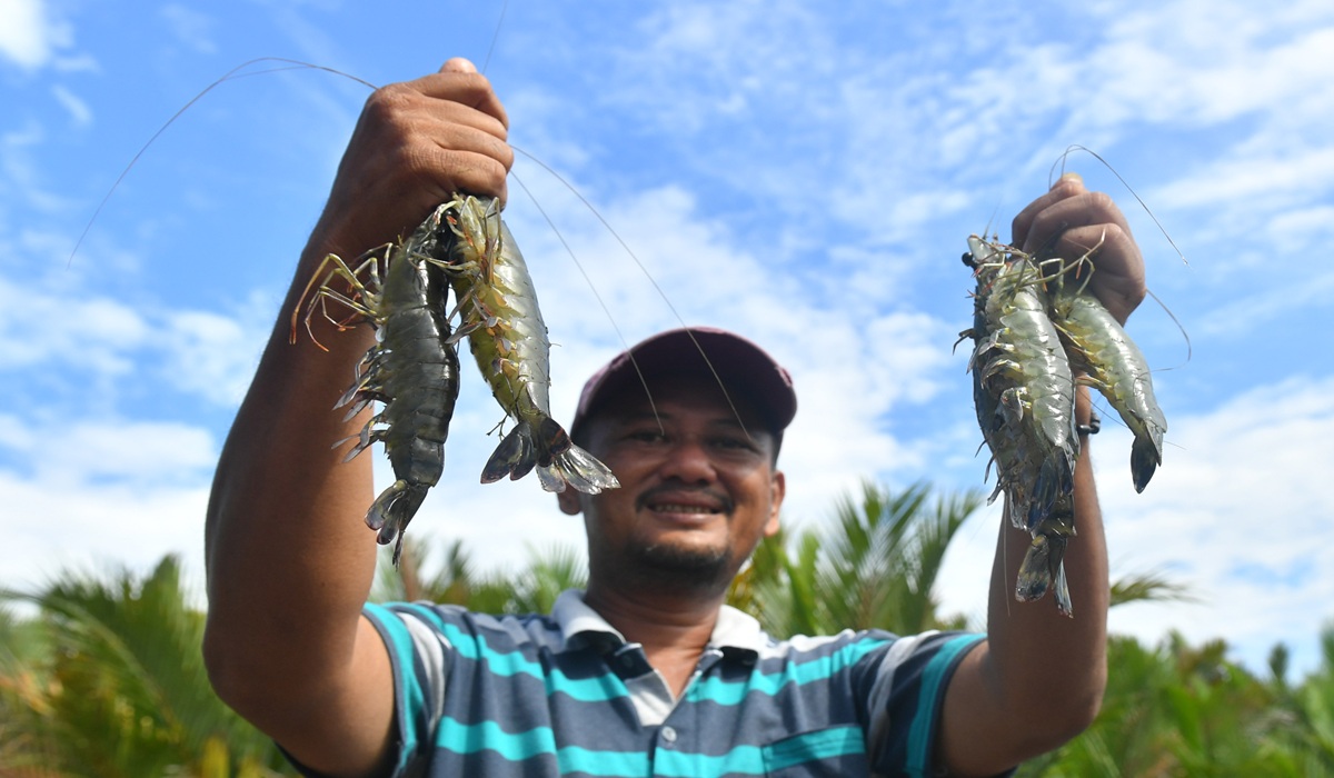 Climate Change Triggers Vaname Shrimp Disease, Mineral Fertilisation Seen as Solution