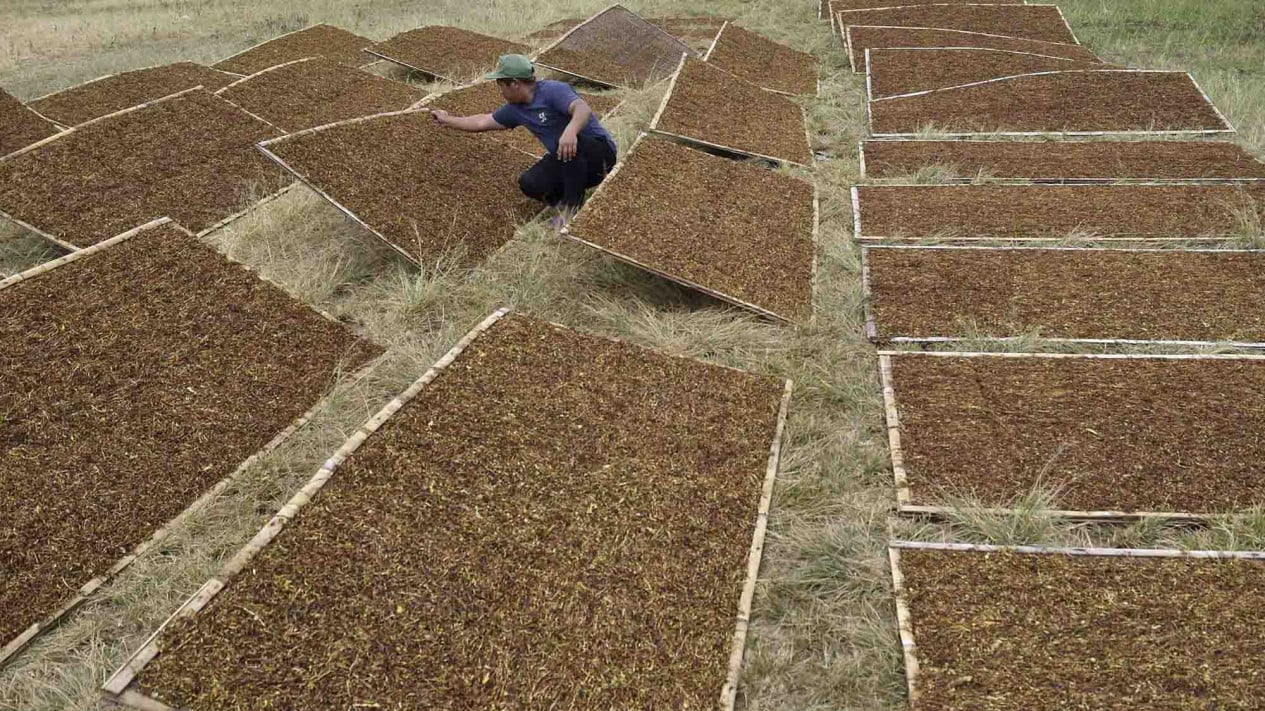Tobacco Farmers Hold Joint Prayers: Many Regulations Don't Consider Us