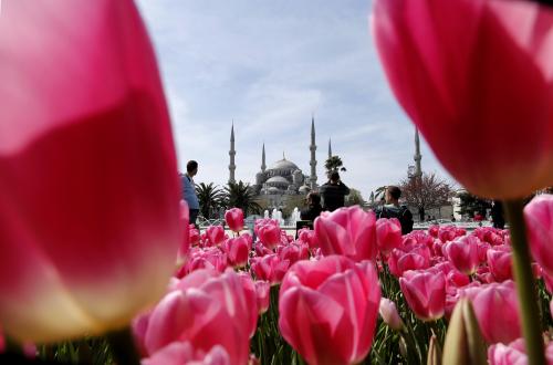Why Tulips Proliferated in Turkey and Were Revered During the Ottoman Era