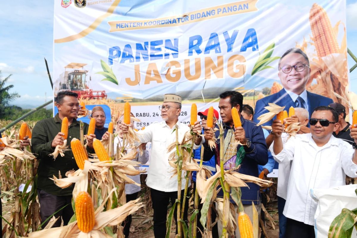 Coordinating Minister for Food: Gorontalo's 210-tonne maize harvest supports food self-sufficiency